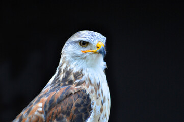 portrait of an eagle