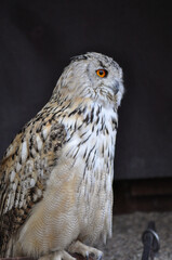 great horned owl