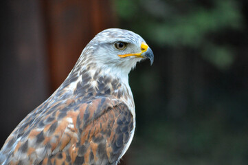 red tailed hawk buteo