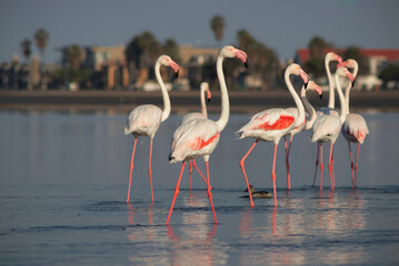 Wild african birds.  Flock of pink african flamingos  walking around the blue lagoon on the background of bright sky on a sunny day.