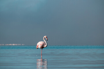 Lonely african flamingo walks in  the blue lagoon on a sunny day