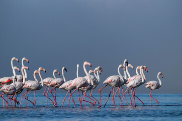 Flock of pink african flamingos  walking around the blue lagoon on the background of bright sky on a sunny day.