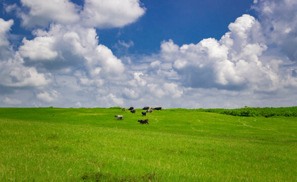 Cows in the field eating grass, photo of several cows in a green field with blue sky and copy space, A green field with cows eating grass and beautiful blue sky