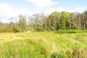 grass and sky