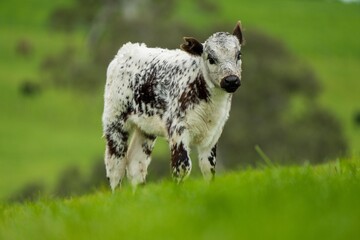 Speckled park calf and babys, grazing on a green field in a paddock in Australia.