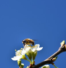Sunbathing Dronefly
