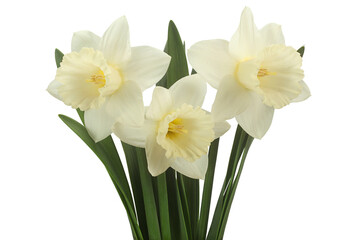 Narcissus flower on white