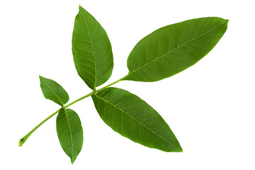 Walnut tree leaf closeup