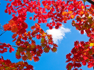 Autumn leaves in Hokkaido, Japan.