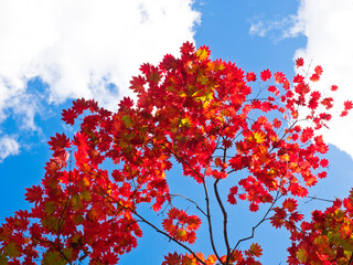 Autumn leaves in Hokkaido, Japan.