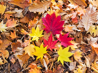 Autumn leaves in Hokkaido, Japan.
