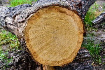 Sawn mature tree section with cracks and rings. Saw marks. Radial cracks. Wooden surface, texture. Close up view of wood core