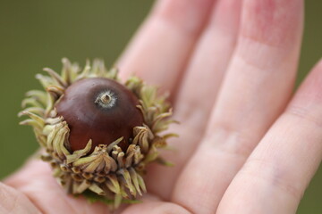 手のひらの上のクヌギ