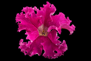 Petunia flower head closeup