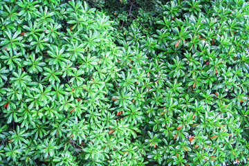 Top view green foliage of plumeria tree for natural background