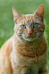 Naklejka na ściany i meble Closeup-Portrait of a domestic cat - Katzenportrait