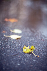 Closeup Yellow autumn leaves lying in a puddle on a blurred background.