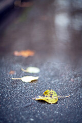 Closeup Yellow autumn leaves lying in a puddle on a blurred background.