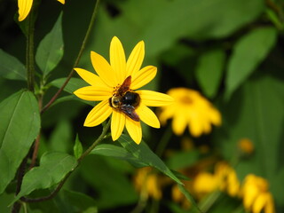 蜂