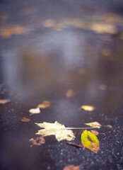Closeup Yellow autumn leaves lying in a puddle on a blurred background.