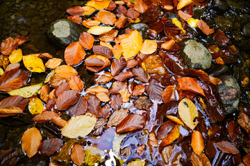 Autumn leaves under the flowing water, autumn background, wet yellow leaves