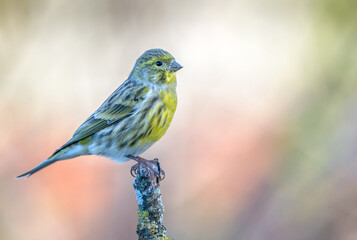 European Serin (Serinus serinus) on branch