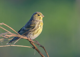 European Serin (Serinus serinus) close up on green background