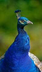 Portrait of an Indian Peacock