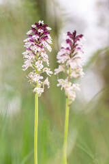 Neotinea ustulata, a not so common orchid