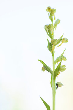 Coeloglossum viride, a small green orchid