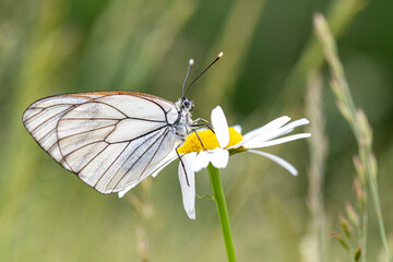 Aporia crataegi - Big veined white butterfly, still half sleeping.