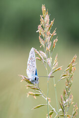 a small blue butterfly - Polyommatus icarus - in the south of Belgium