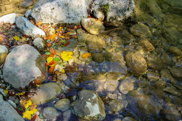 autumn leaves in the river