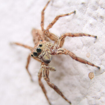 closeup macro shot of a brown jumping spider looking at the camera while standing on a wall during daytime