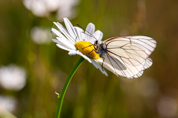 Aporia crataegi - Big veined white butterfly, still half sleeping.