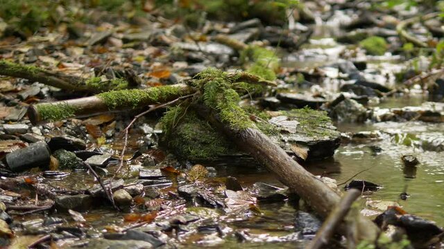 Der Schastebach bei Naurath / Wald