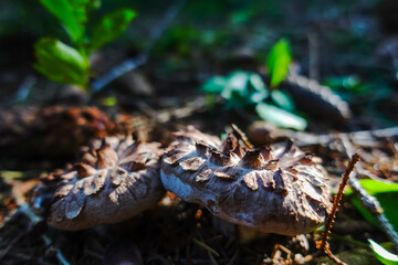 little fresh hedgehog mushrooms in the sun in a forest