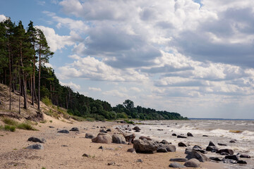 beach with trees
