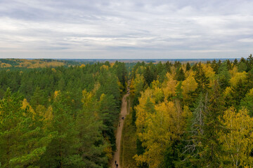 landscape with forest