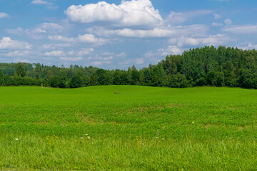 green field and blue sky