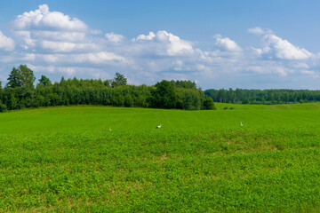 green field with blue sky