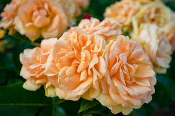 orange dahlia flowers
