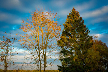 autumn trees in the park