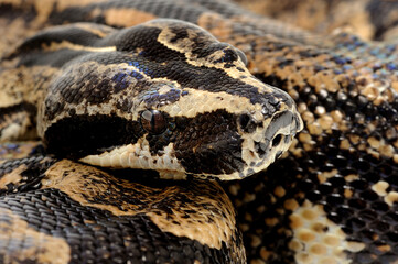 Peruvian long-tailed boa (Boa constrictor longicauda) on a white background