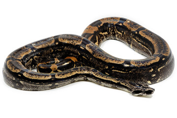 Peruvian long-tailed boa (Boa constrictor longicauda) on a white background