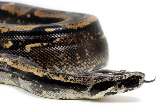Peruvian long-tailed boa (Boa constrictor longicauda) on a white background