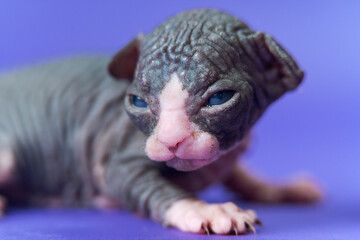 Close-up view of bicolor Sphynx Hairless Cat lying on blue background. Studio shot, selective focus. Cute female pussycat with big eyes looking attentively at camera.
