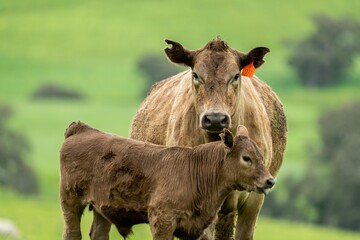 Cows in a field, grazing on pasture, in Australia