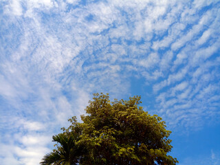 Obraz premium green tree Cube and sky patterned background