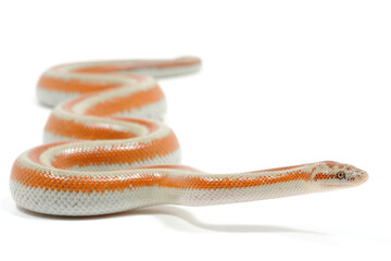 Coastal rosy boa (Lichanura trivirgata roseofusca) on a white background